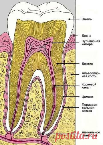 Вырастить новые зубы....