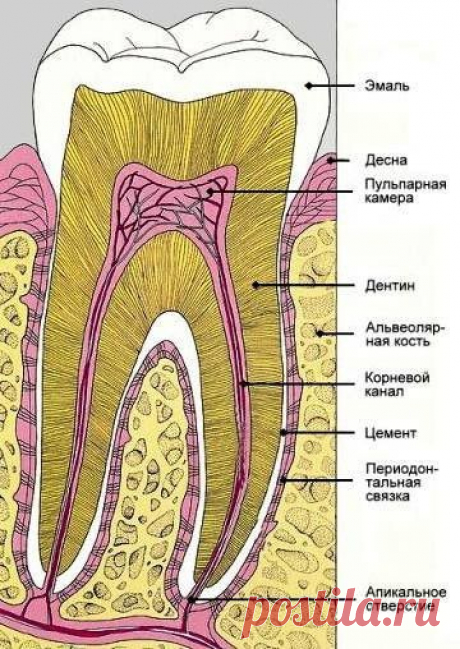 Вырастить новые зубы....