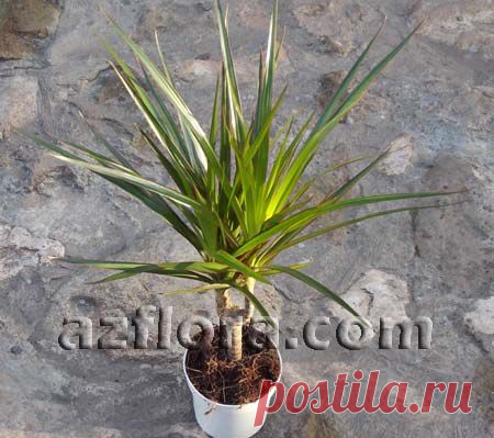 Драцена маргината / Dracaena marginata - уход и оптимальные условия содержания