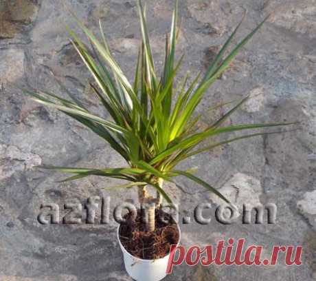 Драцена маргината / Dracaena marginata - уход и оптимальные условия содержания