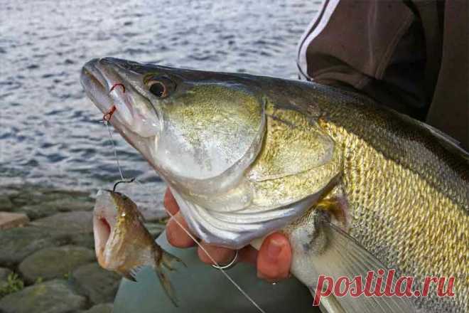 Как поймать судака? Учимся на чужих ошибках | Рыбных Дел Мастер | Яндекс Дзен