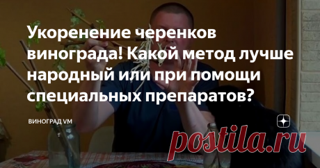 Укоренение черенков винограда! Какой метод лучше народный или при помощи специальных препаратов? Какой метод укоренения черенков винограда лучше народный или при помощи специальных препаратов?