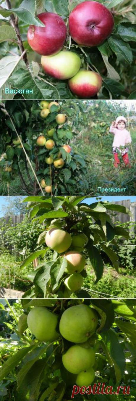 Колонновидные яблони в моем саду.