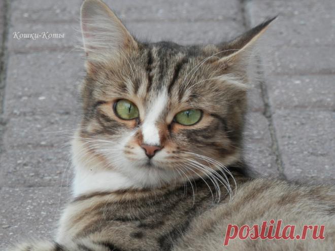 В первый день весны российские кошки отмечают свой праздник | Кошачьи праздники | Сайт «Кошки-Коты» | С 1 марта не только начинается календарная весна. Это еще и День российских кошек. Праздноваться людьми он начал совсем недавно, с 2004 года, по инициативе журнала «Кот и пёс» и Московского музея кошек. Зато сами кошки празднуют этот день с незапамятных времен. И сейчас тоже. В этом легко убедиться, открыв вечером окно или выйдя во двор...