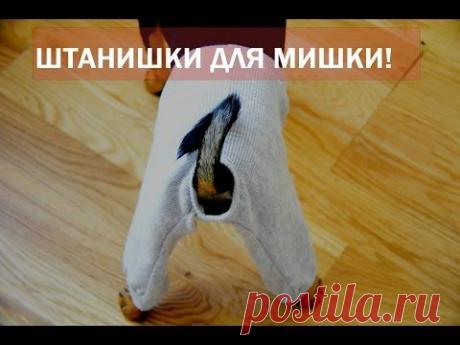 Штаны для той-терьера - готовая выкройка