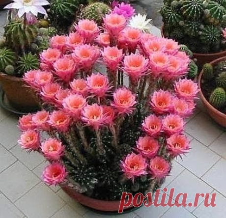 ЦВЕТЕТ