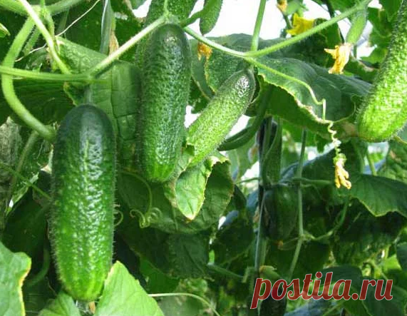 Огурцы растут прямо «на глазах», лучшeе удобрение августа, соседи мне завидуют
Всем привет, дорогие любители садоводы. Хочу поделиться в своей сегодняшней статье своим опытом как я смогла добиться того, что огурцы растут прямо «на глазах». Лучшее удобрение августа, аж соседи мне завидуют. Знаете, начну с того, что огород это моя отдушина. Я уделяю много времени и сил на работу на своем участке. Для меня в принципе […]
Читай дальше на сайте. Жми подробнее ➡