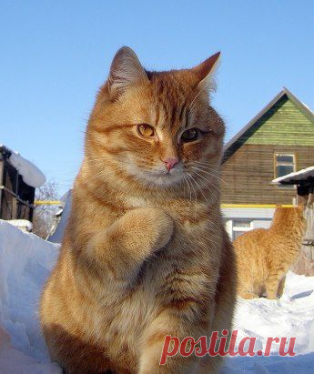 Не понял...Это Я наглая рыжая морда!?!