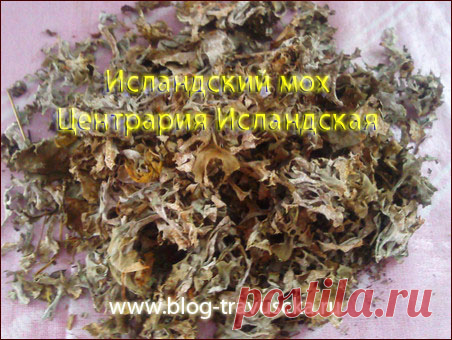 Исландский мох: лечебные свойства рецепты отзывы