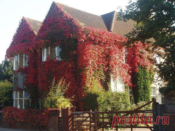 Осенние дома, заросшие плющем

Дома, заросшие плющем, всегда выглядят эффектно, но осенью все меняется и это выглядит просто фантастично!