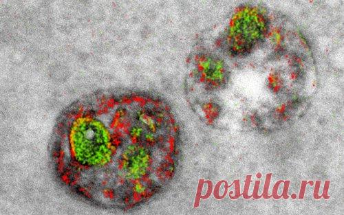 Получены первые цветные изображения, сделанные электронным микроскопом / Физика невозможного!
