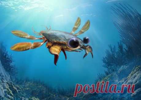 GISMETEO.RU: Найден «утконос крабьего мира» - 28 апреля 2019 | События | Новости погоды.