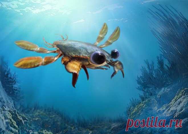 GISMETEO.RU: Найден «утконос крабьего мира» - 28 апреля 2019 | События | Новости погоды.