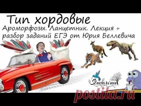 Тип Хордовые. Ароморфозы. Ланцетник, миноги. Лекция и разбор заданий ЕГЭ от Юрия Беллевича