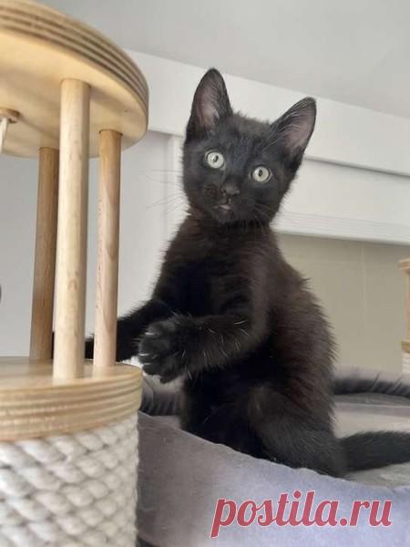 Котёнок Буба ищет дом! МОСКВА И МО – ЗАЩИТА ЖИВОТНЫХ, пользователь Zagadka S | Группы Мой Мир