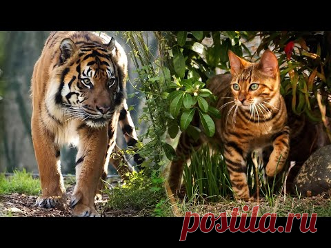 Мечта в реальность — домашний миниатюрный тигр