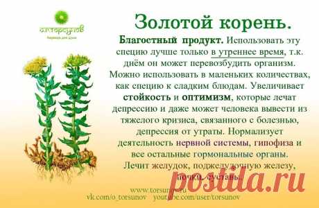 Золотой корень (родиола розовая)