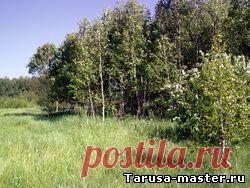 Недвижимость в г. Таруса, Тарусском районе. - СНТ "Песочное" (д. Бортники) участок 10 соток * 200 тыс. руб.