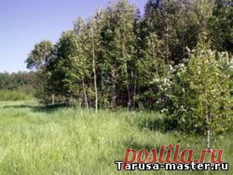 Недвижимость в г. Таруса, Тарусском районе. - СНТ &quot;Песочное&quot; (д. Бортники) участок 10 соток * 200 тыс. руб.