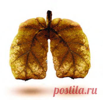 Чем болеют деревья и кустарники - Садоводка