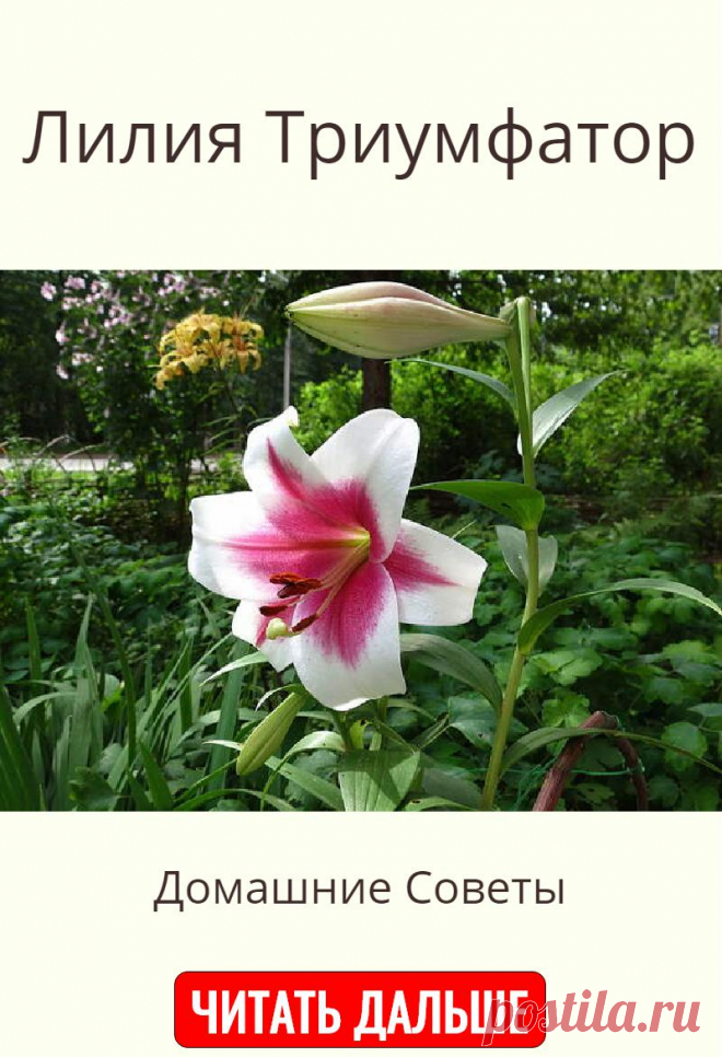 Лилия Триумфатор