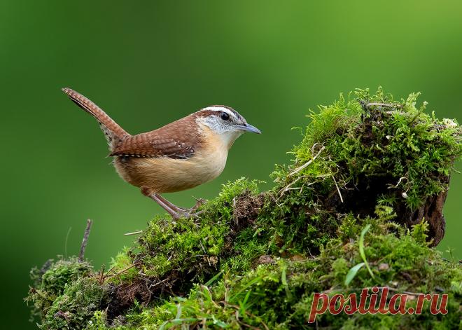 Carolina Wren Explore Elizabeth Wildlife's photos on Flickr. Elizabeth Wildlife has uploaded 740 photos to Flickr.