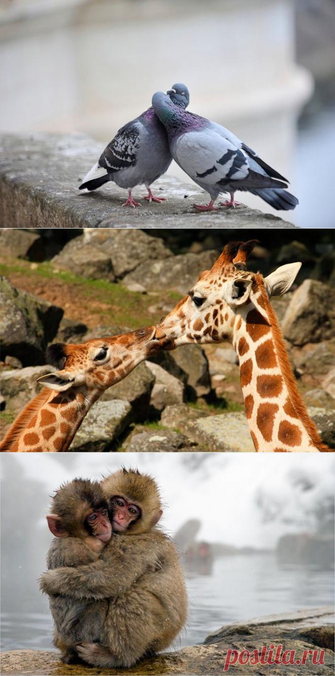 Животные поцелуйчики