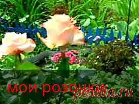 Розы | ДОМ, САД, ОГОРОД, КРАСИВЕЙШИЙ ЦВЕТНИК