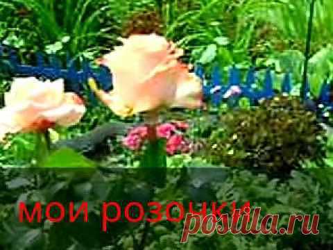 Розы | ДОМ, САД, ОГОРОД, КРАСИВЕЙШИЙ ЦВЕТНИК