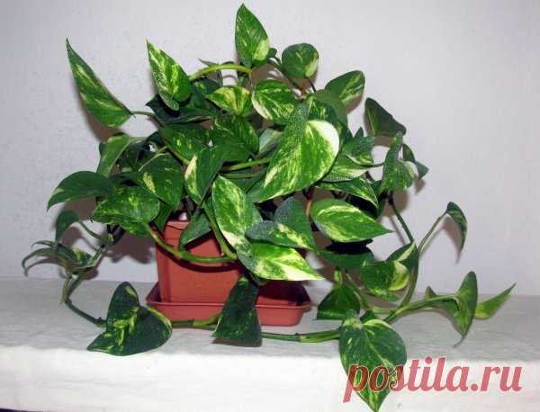 Фото распространенных комнатных растений с названиями