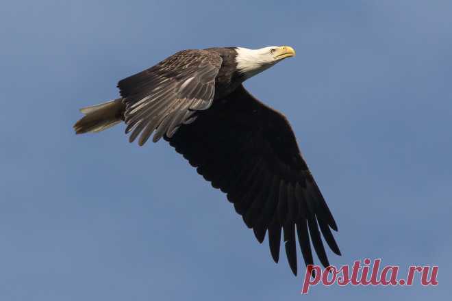 Eagles at Conowingo Dam 11-25-2017-2 Explore Scott Alan McClurg's photos on Flickr. Scott Alan McClurg has uploaded 10540 photos to Flickr.