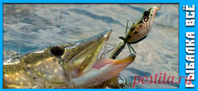 Как погодные условия влияют на клев щуки | Рыбалка Всё | Дзен