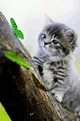 Котёнок  и  бабочки
