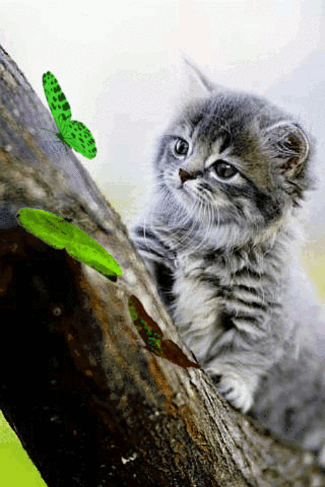 Котёнок  и  бабочки