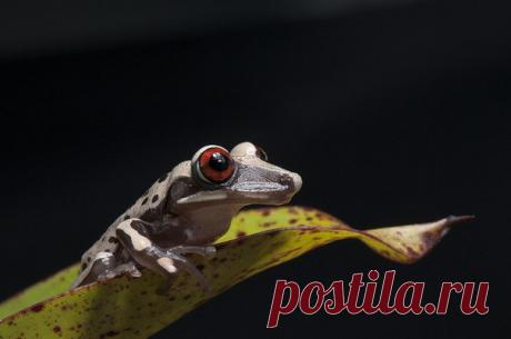 Само очарование — Aparasphenodon brunoi.
#мастера_фото #Renato_Augusto_Martins
#полевыефотки #гады_в_лицах #Anura #квакши #Hylidae #Южная_Америка