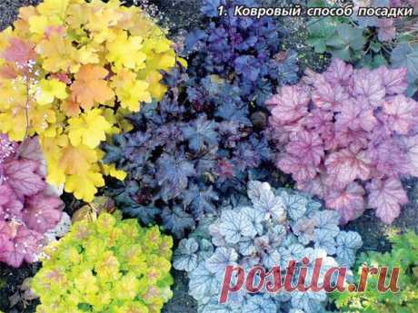 5 правил выращивания гейхеры