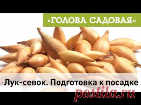 Голова садовая - Лук-севок. Подготовка к посадке