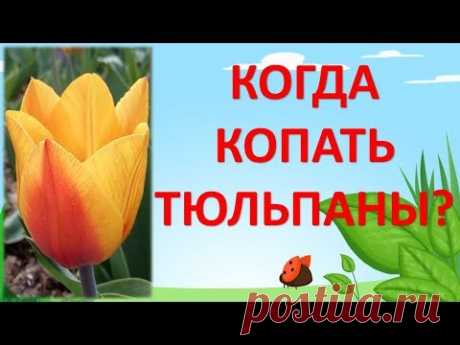 🌷 КОГДА ВЫКАПЫВАТЬ ТЮЛЬПАНЫ? 🌷