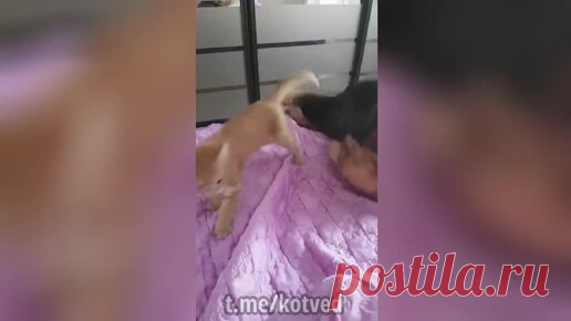 Большая видео нарезка 