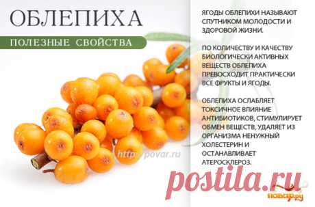 Облепиха полезные свойства