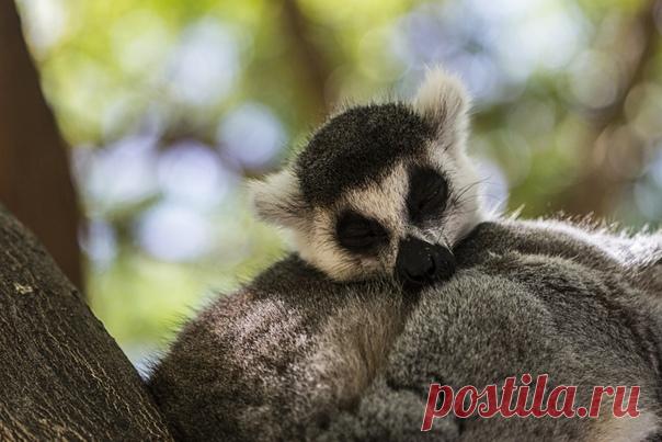 Кошачий лемур ложится спать и вам того же советует. Доброй ночи! Автор фото – Leonid Livshits: