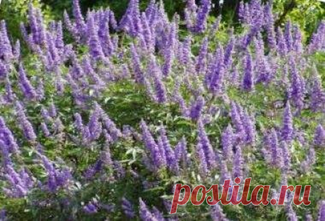 Иссоп лекарственный (лат. Hyssopus officinalis) | Рецепты народной медицины