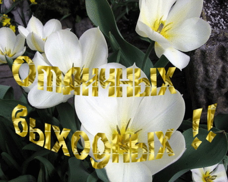 Анимация