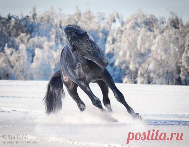 Красота лошади в фотографиях