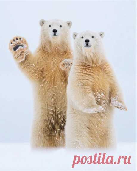 Мишка косолапый / cute bear – Google+
Один из 20-ти лучших снимков по версии National Geographic за год.