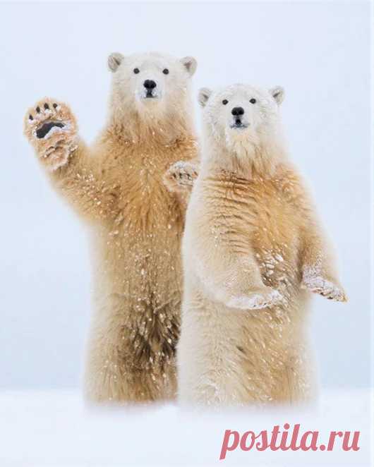 Мишка косолапый / cute bear – Google+
Один из 20-ти лучших снимков по версии National Geographic за год.