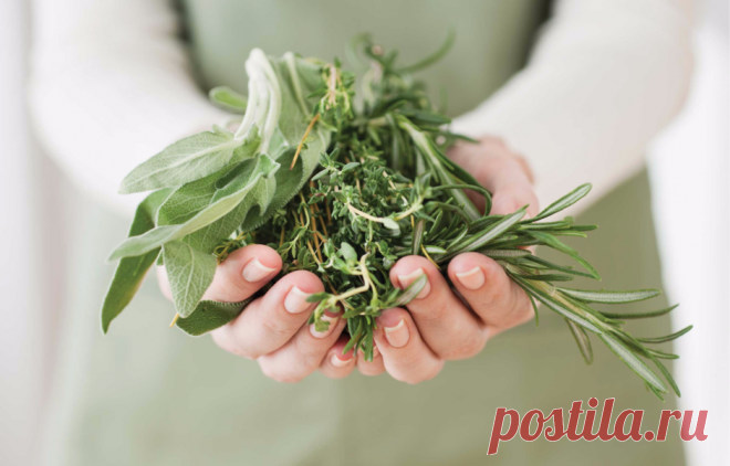 Десять пряных трав, которые пригодятся вам в кулинарии Травы делают любое блюдо гораздо аппетитнее и полезнее. Важно лишь знать, как их правильно сочетать с другими продуктами, чтобы получить действительно вкусное блюдо. В новом обзоре делимся секретами.