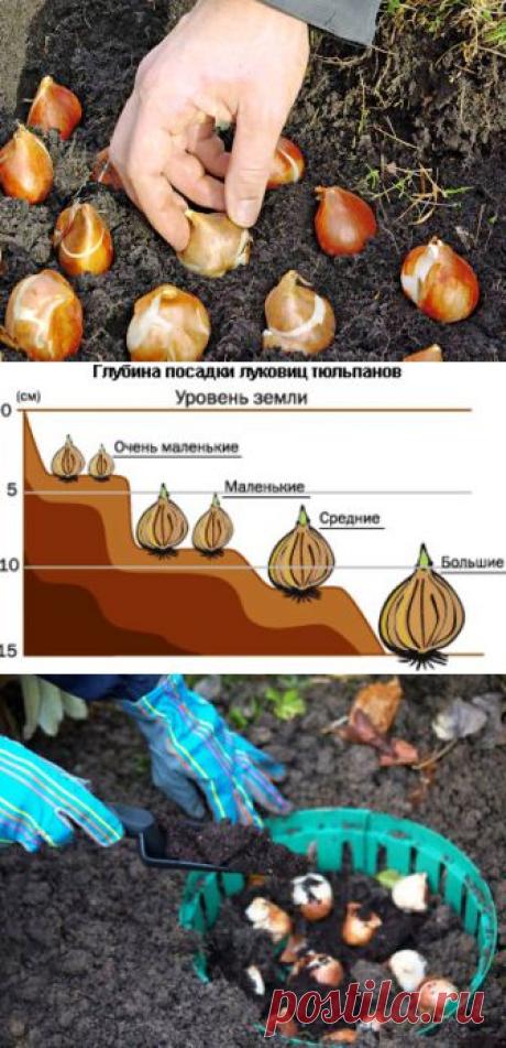 (+1) тема - Посадка тюльпанов осенью | 6 соток