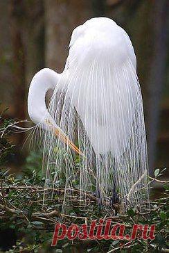 Господи, какую красоту Ты сотворил!!!! Большая Белая цапля... будто невеста в убранстве