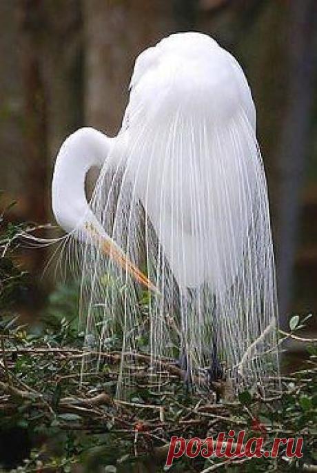 Господи, какую красоту Ты сотворил!!!! Большая Белая цапля... будто невеста в убранстве